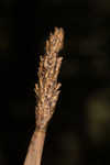 Jointed spikesedge